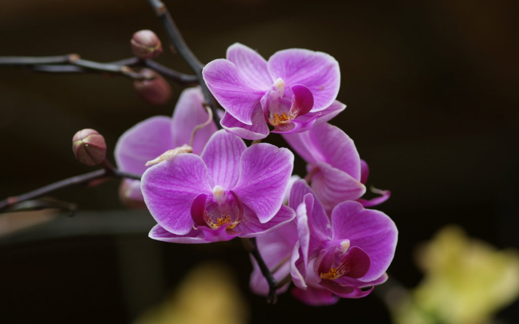 Орхидеи: за что мы их любим