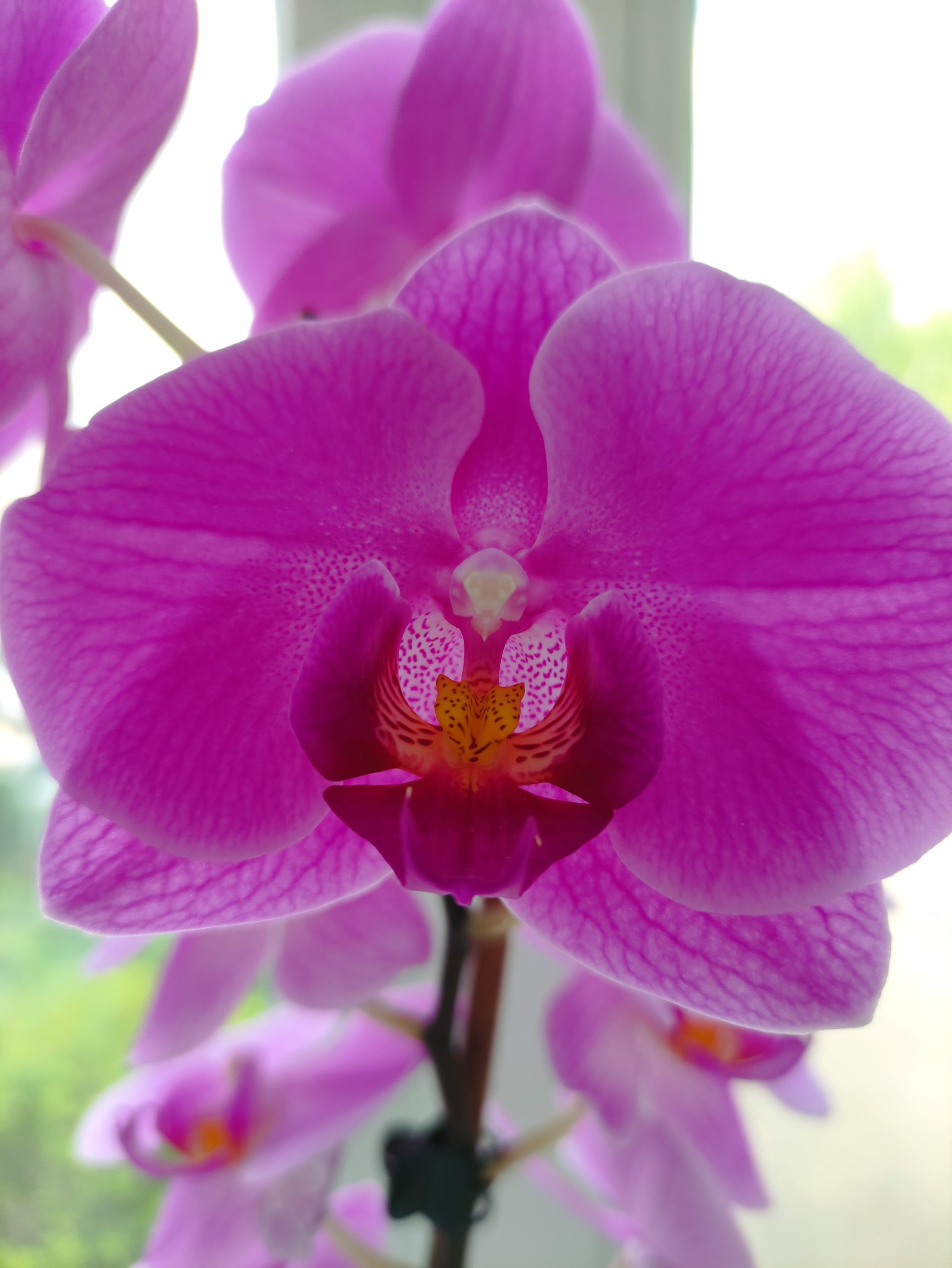 Как вырастить детку орхидеи из отцветшего цветоноса