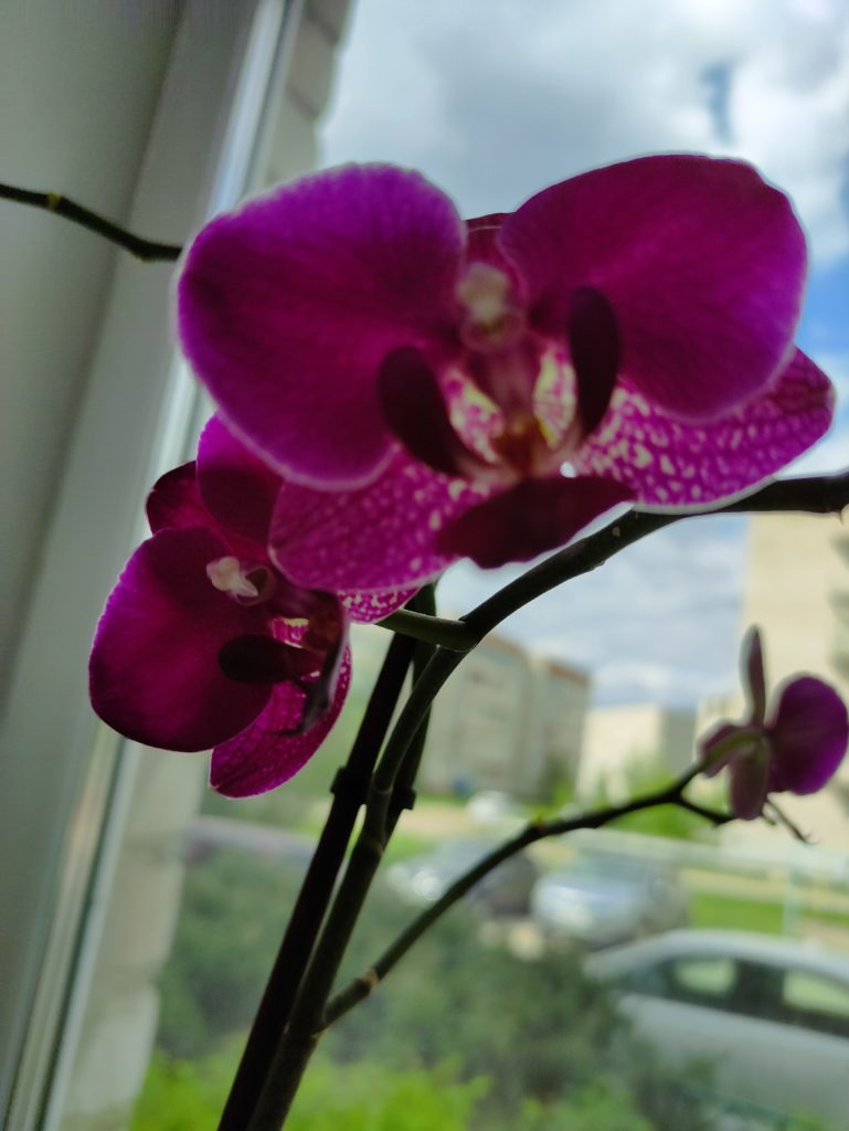 Цветонос орхидеи