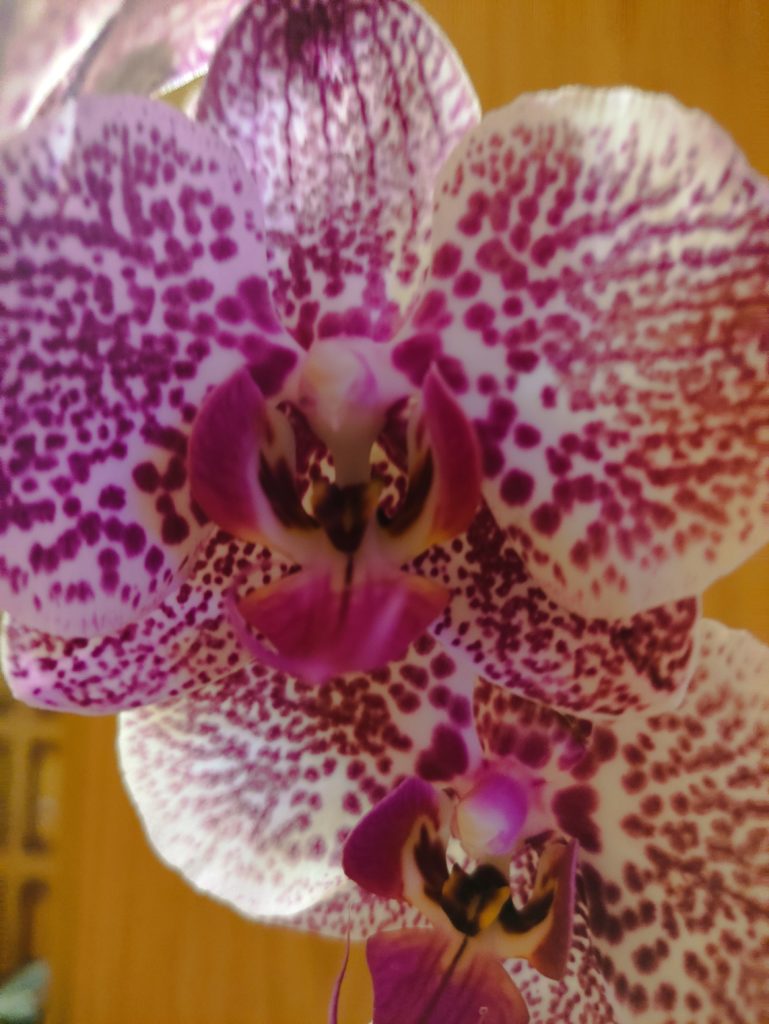Орхидеи: за что мы их любим - тигровая