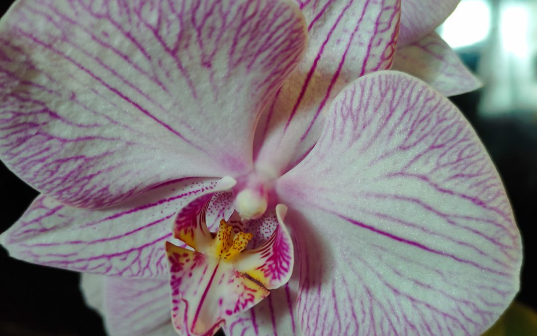 Как ухаживать за орхидеей в домашних условиях.7 практических советов