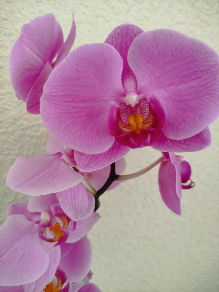 Орхидеи: за что мы их любим - сиреневая