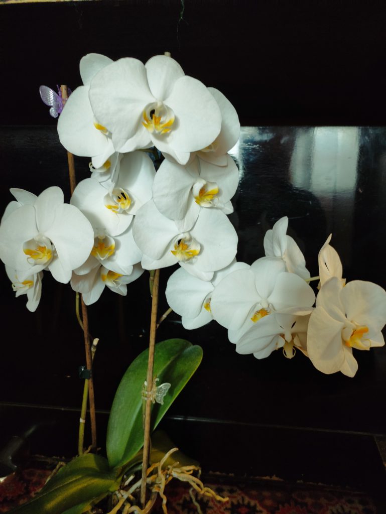 Орхидеи: за что мы их любим - белая