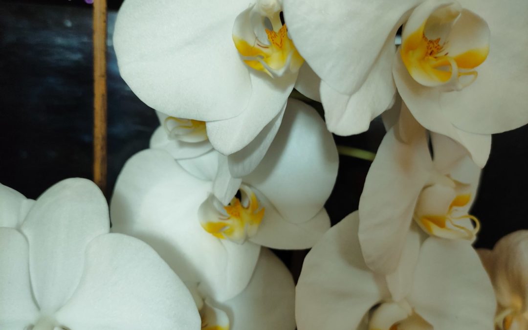 Покупка орхидеи фаленопсис в цветочном магазине