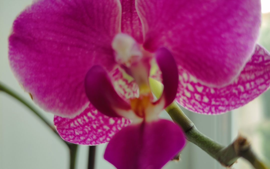 Орхидеи: за что мы их любим.