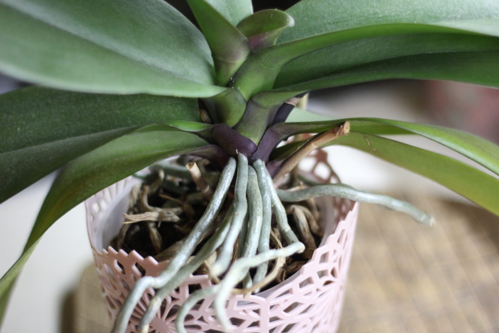 Покупка орхидеи фаленопсис - корни