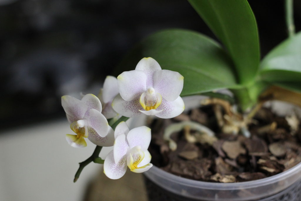 Покупка орхидеи фаленопсис - цветоносы