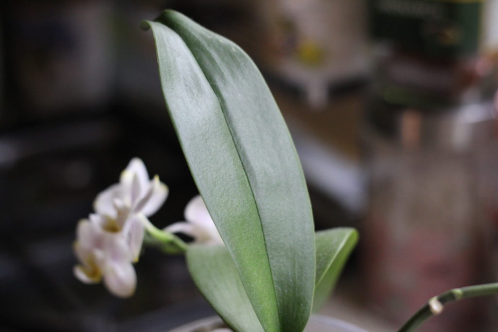 Покупка орхидеи фаленопсис - листья