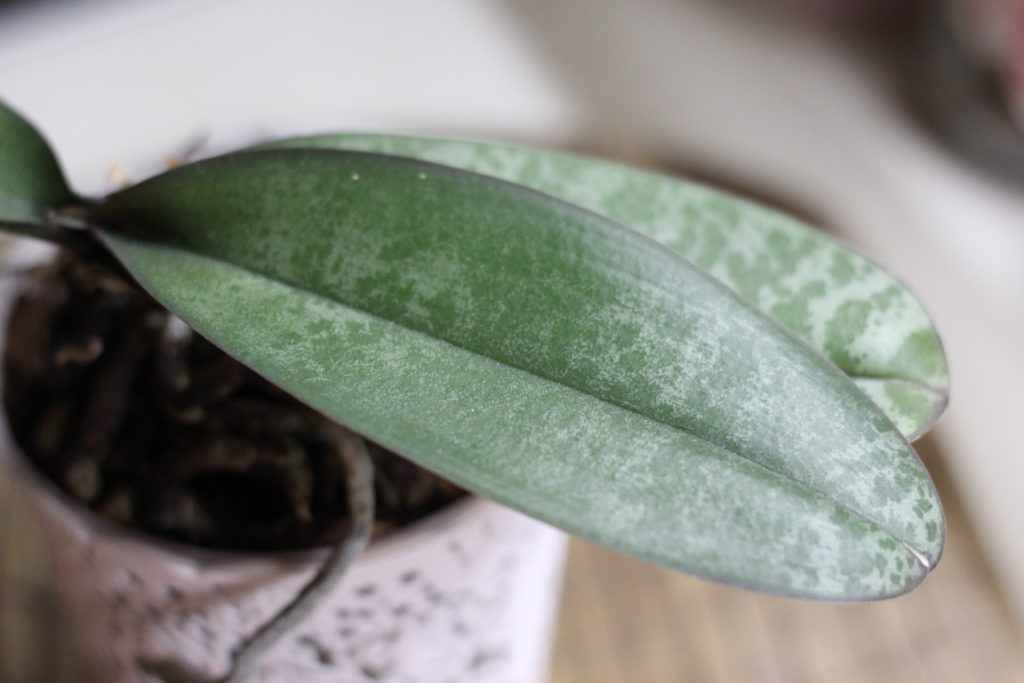 Покупка орхидеи фаленопсис - здоровые  листья
