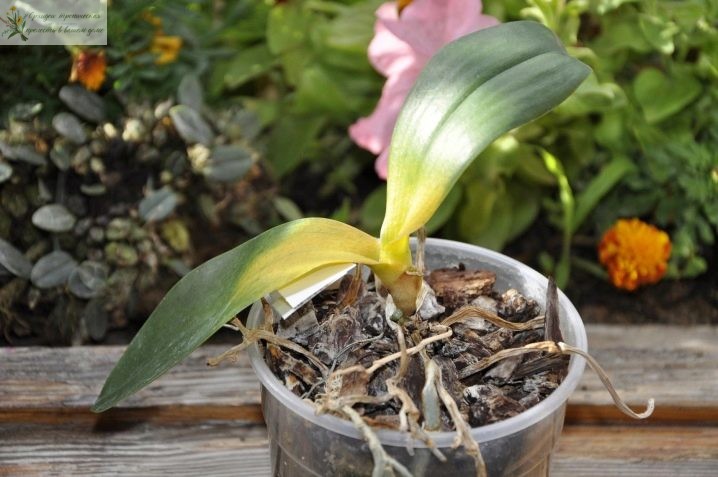 орхидея фаленопсис уход после покупки в домашних условиях