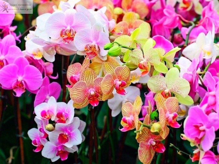как ухаживать за орхидеей в домашних условиях