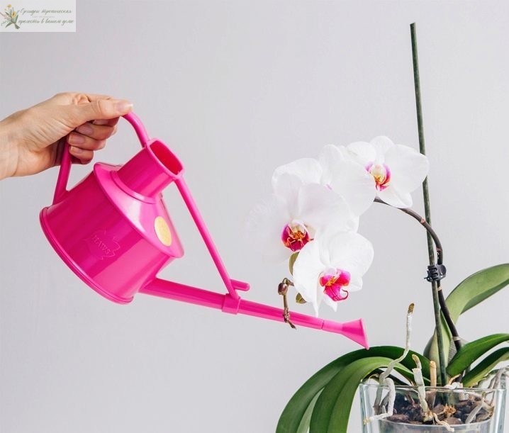 как ухаживать за орхидеей в домашних условиях - полив