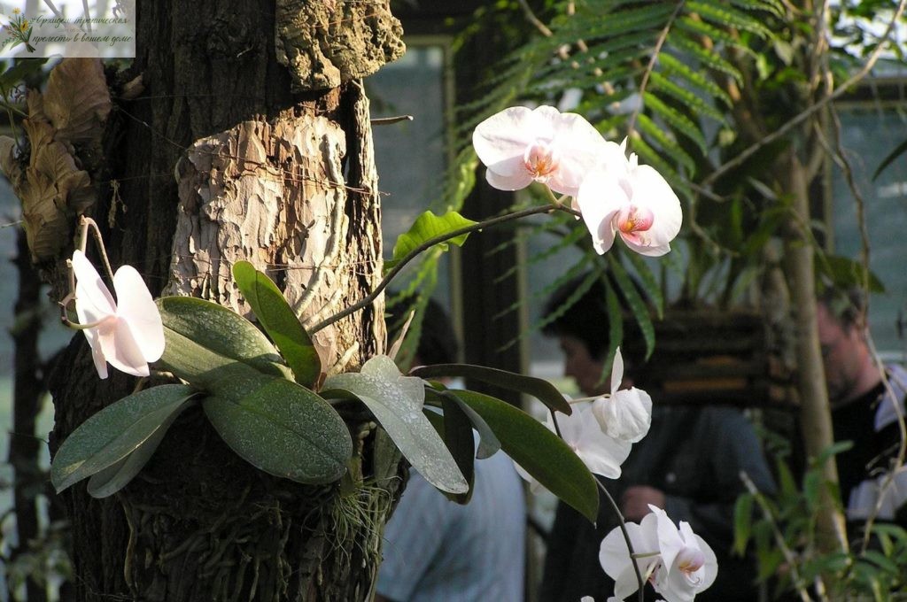 Орхидея фаленопсис в дикой природе.