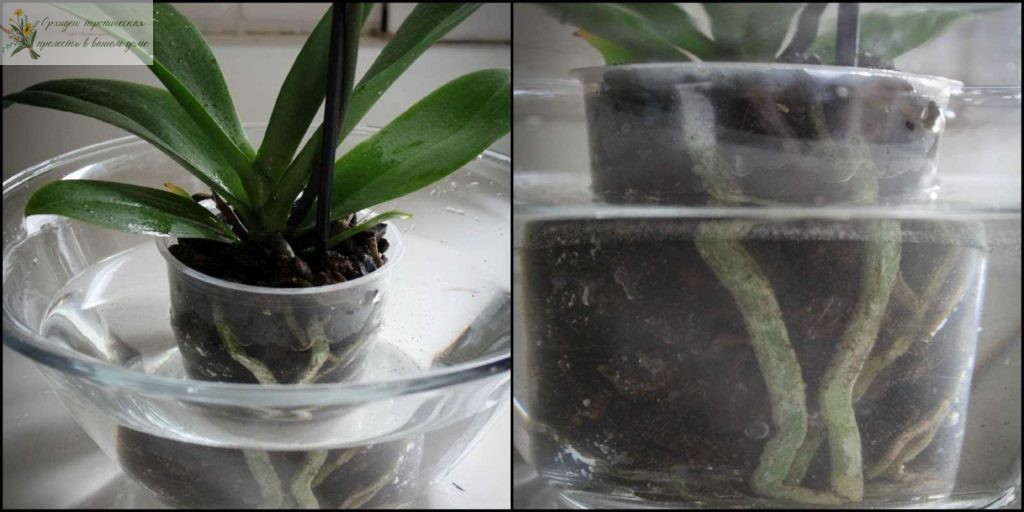как поливать орхидею фаленопсис погружением горшка в емкость с водой
