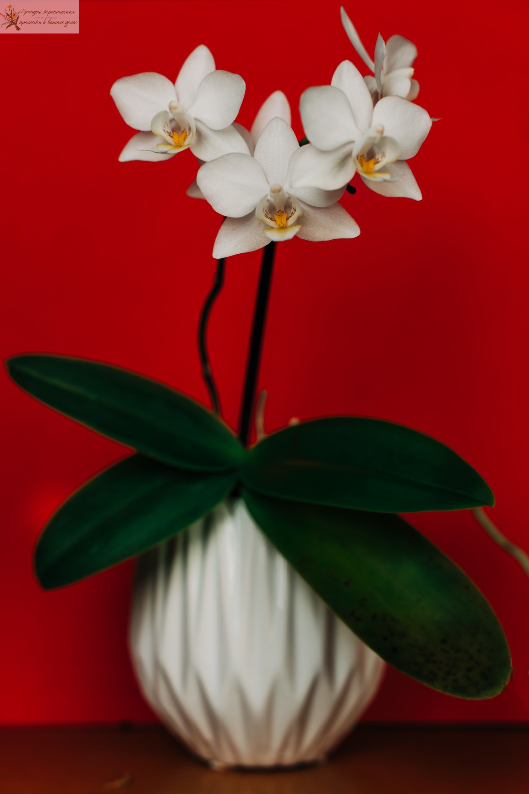 Орхидея онцидиум уход, фото
