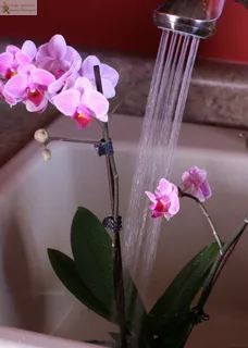 Как поливать орхидею фаленопсис дождеванием в раковине