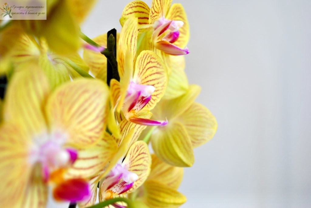 Растение орхидея фаленопсис
