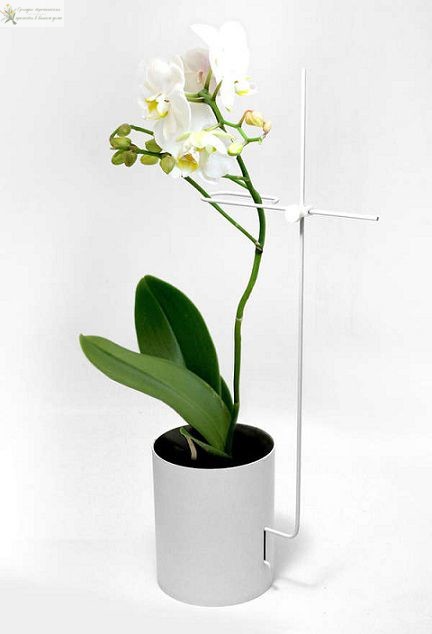 Орхидея фаленопсис в горшке не прозрачном