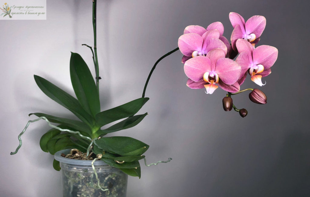 Советы по уходу за орхидеей фаленопсис чтобы листья были красивыми и блестящими. Что нужно делать.