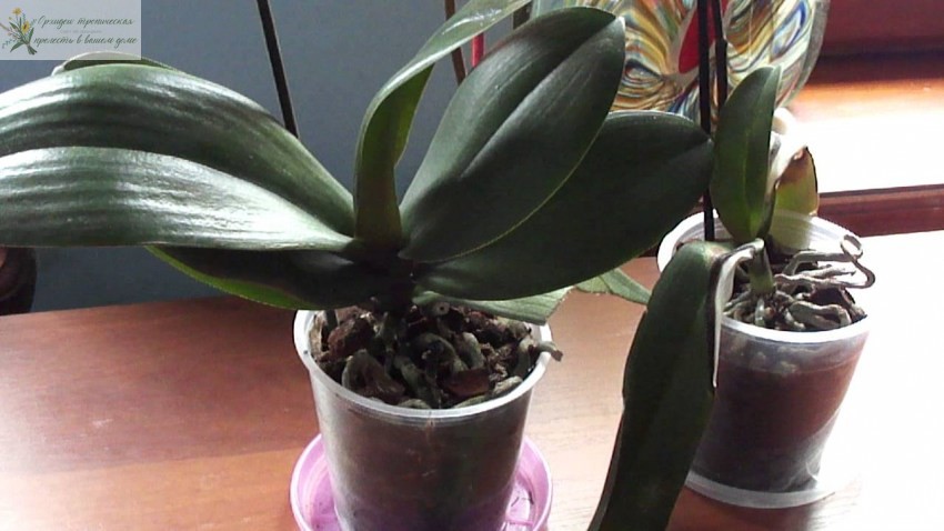 Орхидея Фаленопсис: что делать, чтобы листья были красивыми и блестящими