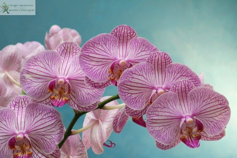 Знаете как поливать орхидею фаленопсис?