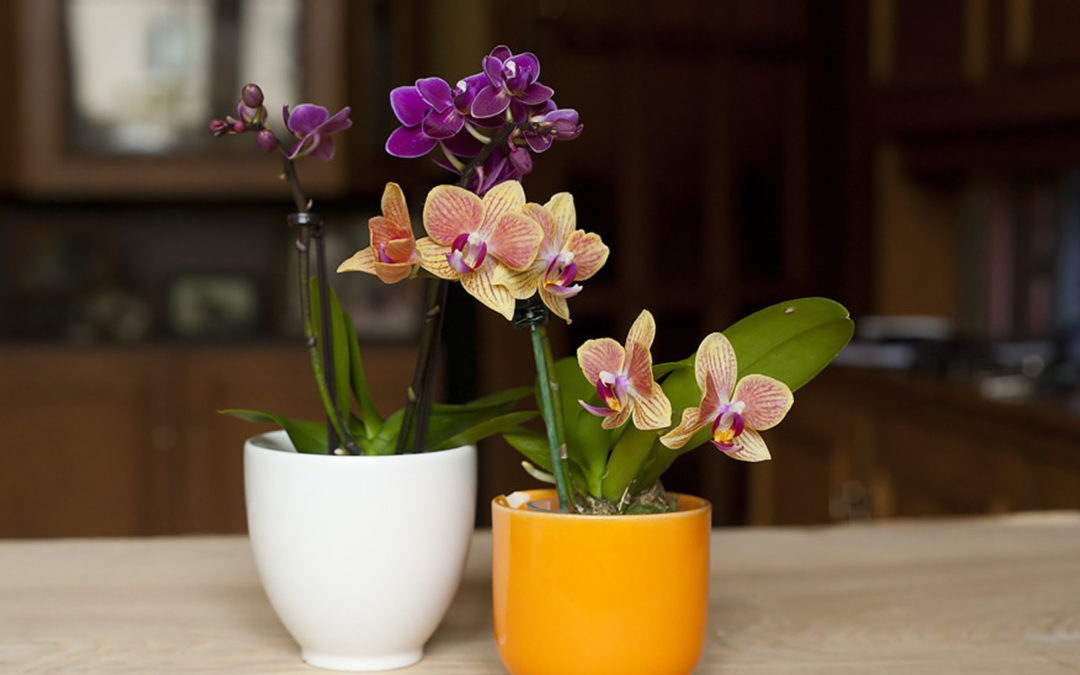 Орхидея мини фаленопсис: магия красоты в миниатюре, великолепие на подоконнике.