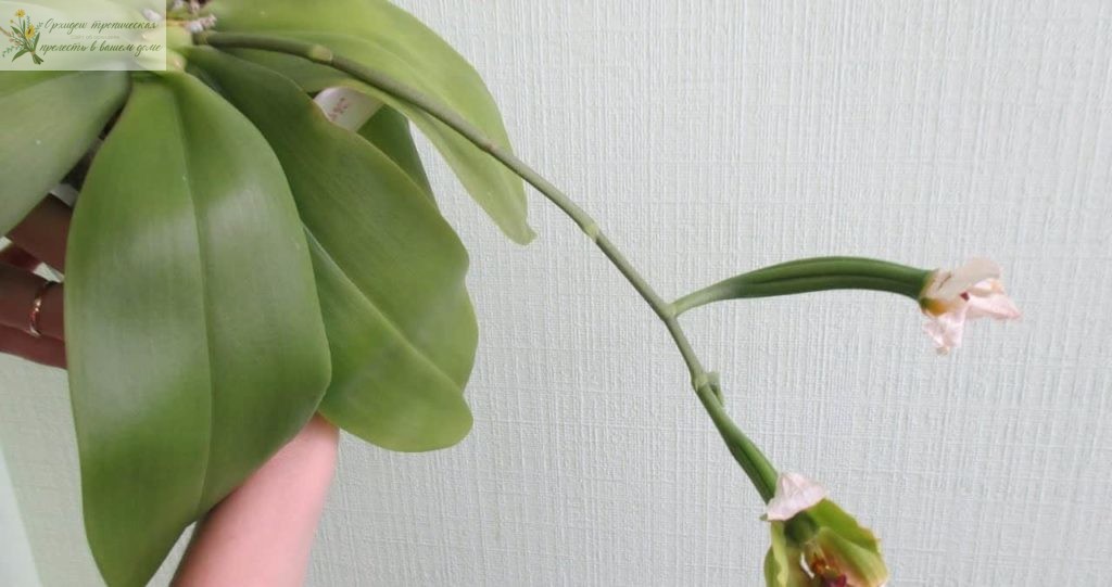 домашняя орхидея фаленопсис со стручками