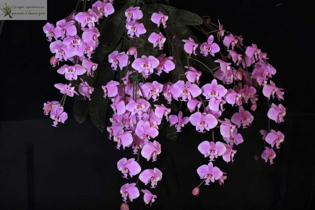 ароматные орхидеи фаленопсис- наслаждайтесь