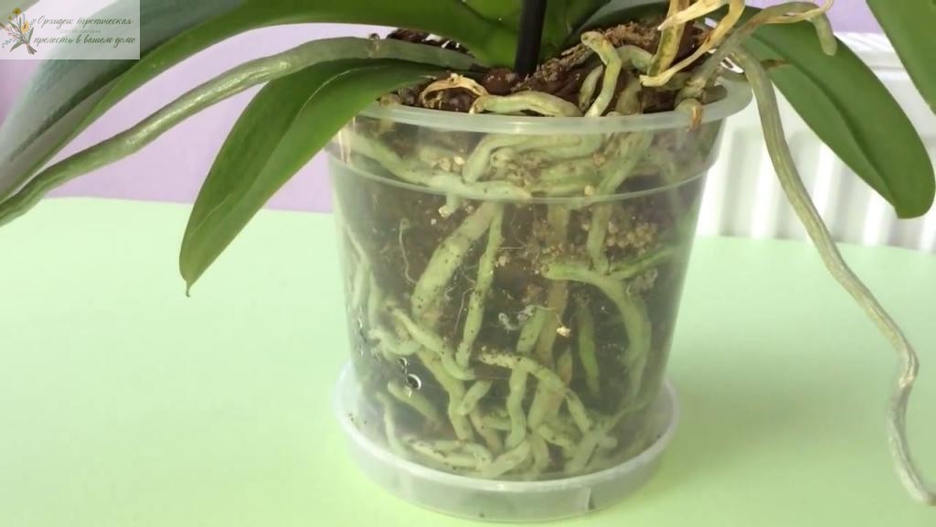 Как пересадить орхидею в домашних условиях пересадка пошагово, грунт, полив