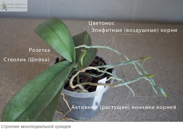 орхидея фаленопсис корни строение