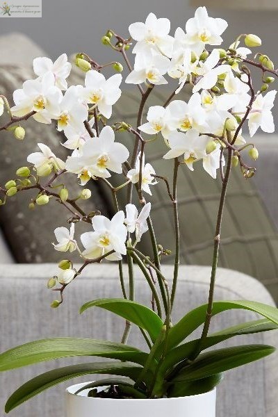 Орхидея фаленлпсис мультифлора белая