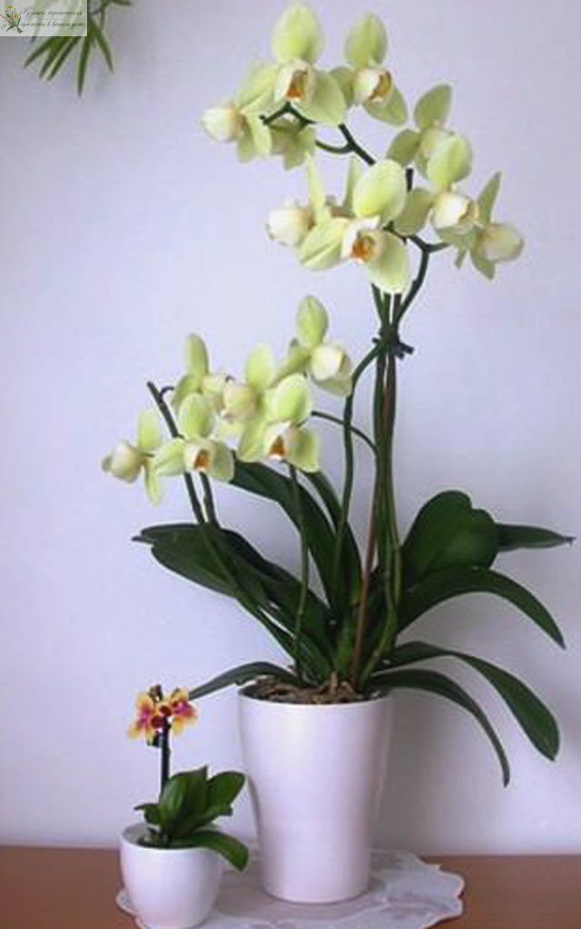 Как ухаживать за домашней орхидеей в горшке - фаленопсис.