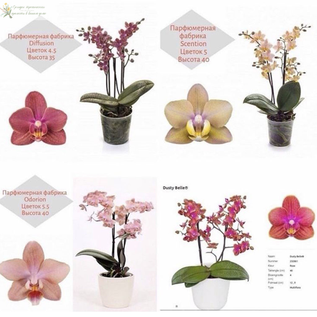 ароматные орхидеи фаленопсис- парфюмерная фабрика