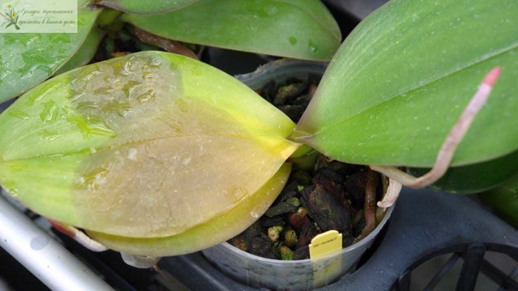 Растение орхидея фолинопсис зараженное гнилью. (листья)