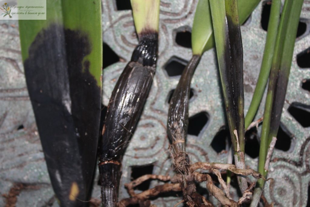 Лист орхидеи фаленопсис становится черным