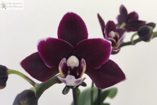 Орхидея фаленлпсис мультифлора Черная ночь