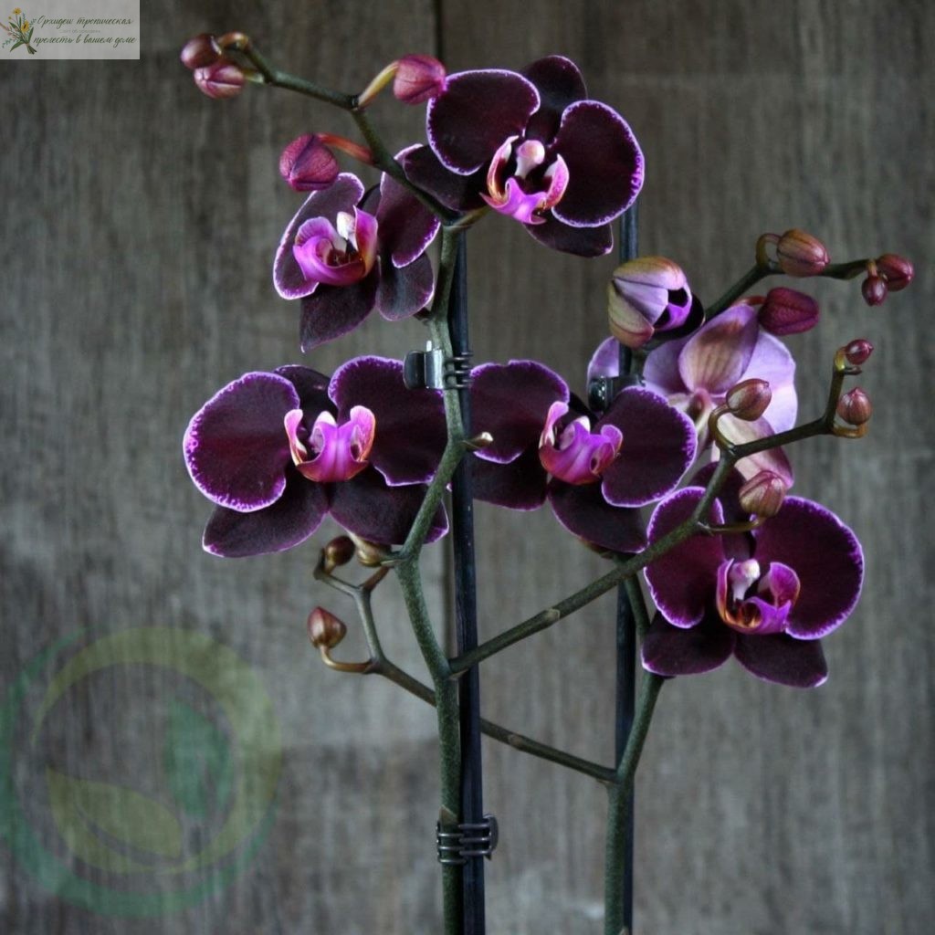 Черная орхидея фаленопсис - черная жемчужина. 