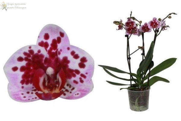 Орхидея фаленлпсис мультифлора Сх322