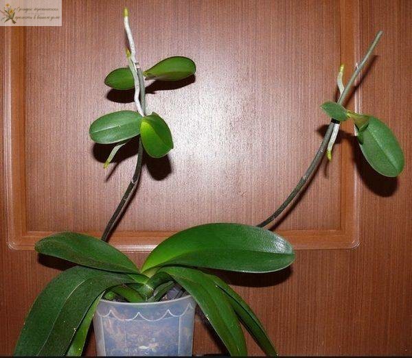 домашняя орхидея фаленопсис с детками на цветоносе