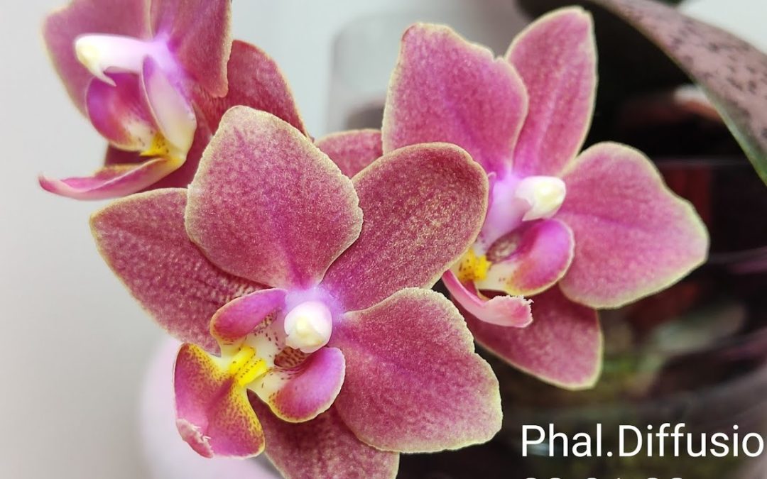 Ароматные орхидеи фаленопсис: нежность, красота и чувственность.