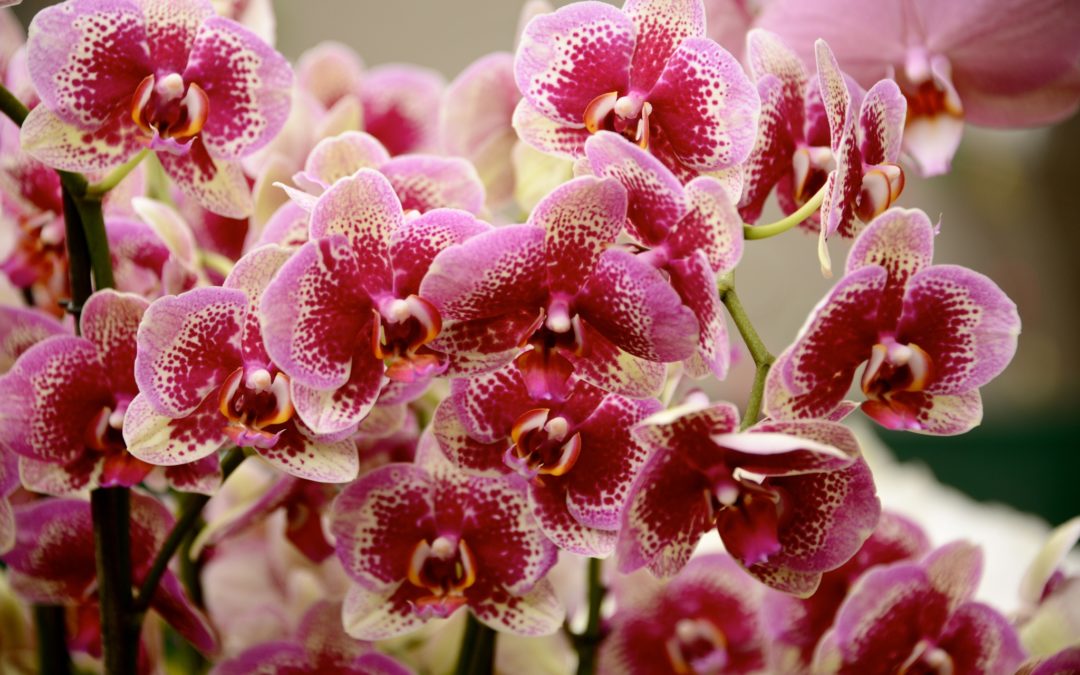 Орхидея фаленопсис мультифлора: описание вида.