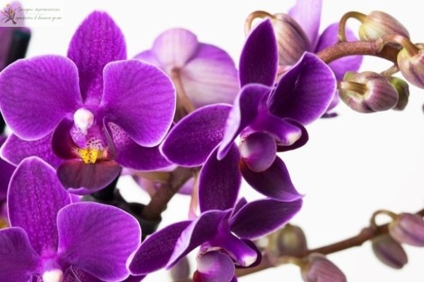 Орхидея фаленлпсис мультифлора Фиолетовая