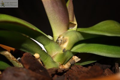 Растение орхидея фолинопсис зараженное фузариозом. 