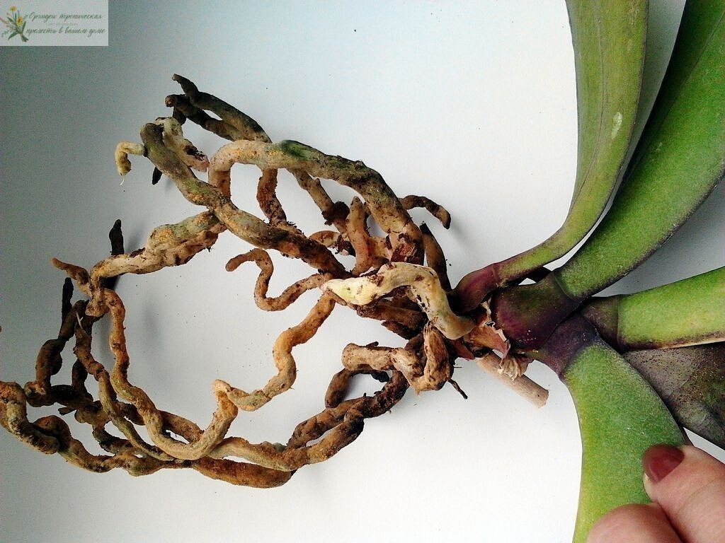 Растение орхидея фолинопсис зараженное гнилью.(корни) 