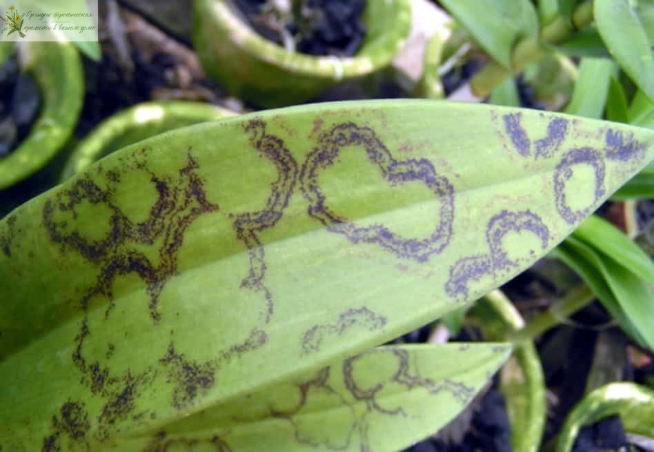 Растение орхидея фолинопсис зараженное патнистостью. 