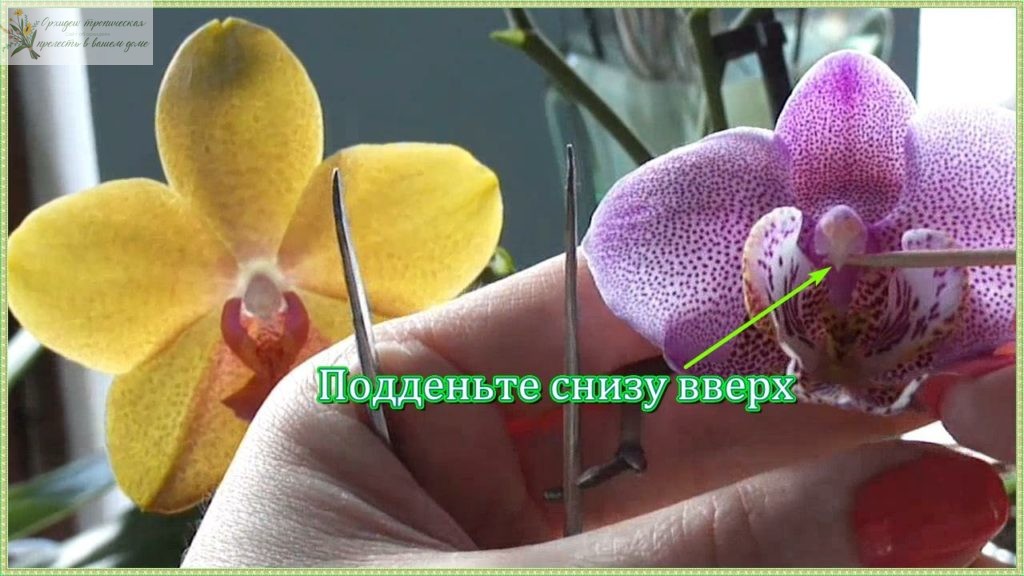 домашняя орхидея фаленопсис, опыление