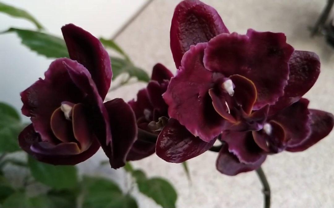 Черная орхидея фаленопсис – загадочное очарование темной красоты.