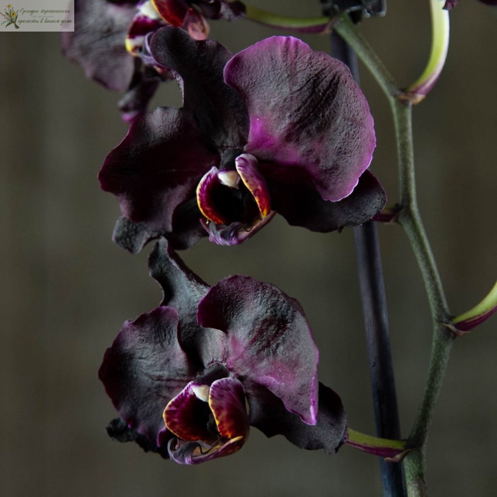 Черная орхидея фаленопсис - черный лебедь. 