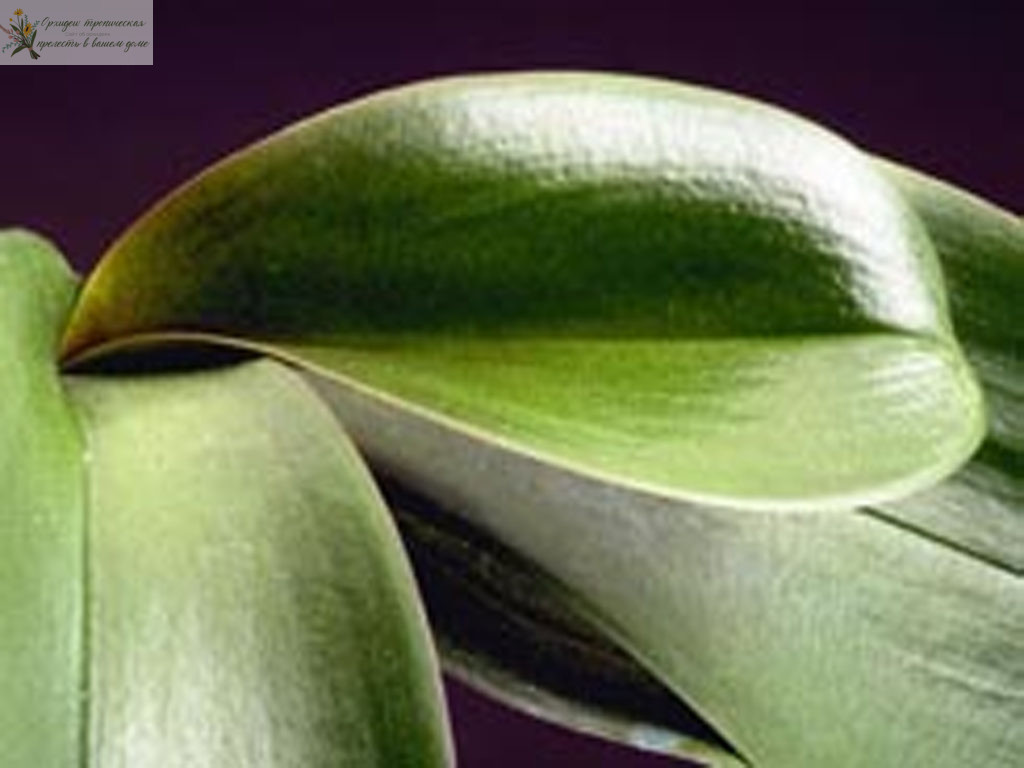Как восстановить тургор листьев у орхидеи. Проколы на листьях орхидеи фаленопсис.