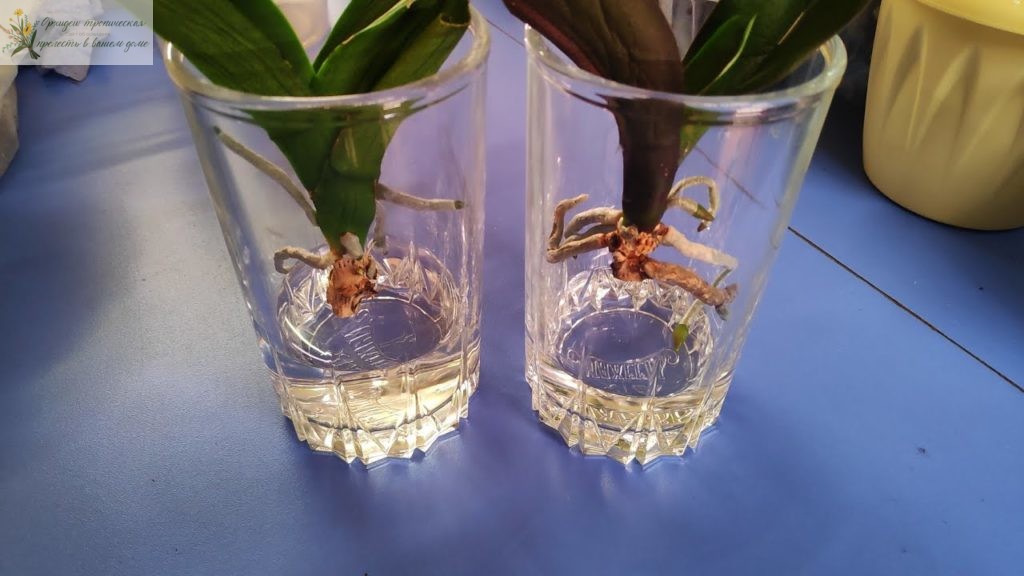 орхидея фаленопсис корни наращивание в стакане